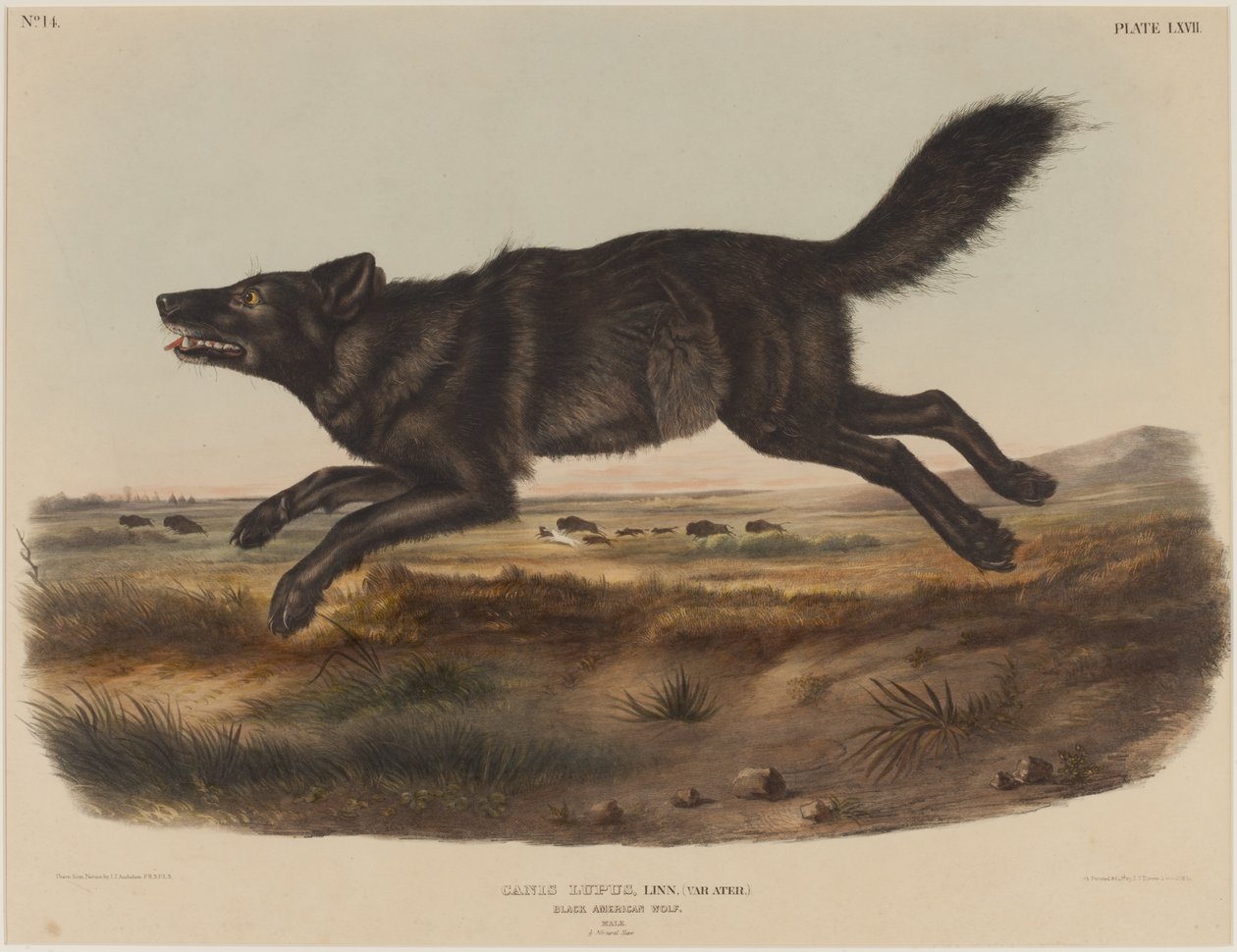 Canis Lupus (Black America Wolf) av John James Audubon