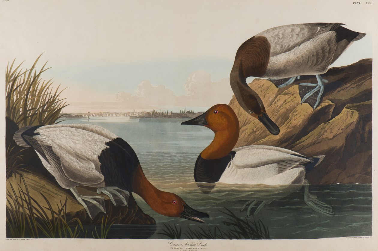 Canvas Backed Duck, 1836 (wc på papper) av John James Audubon