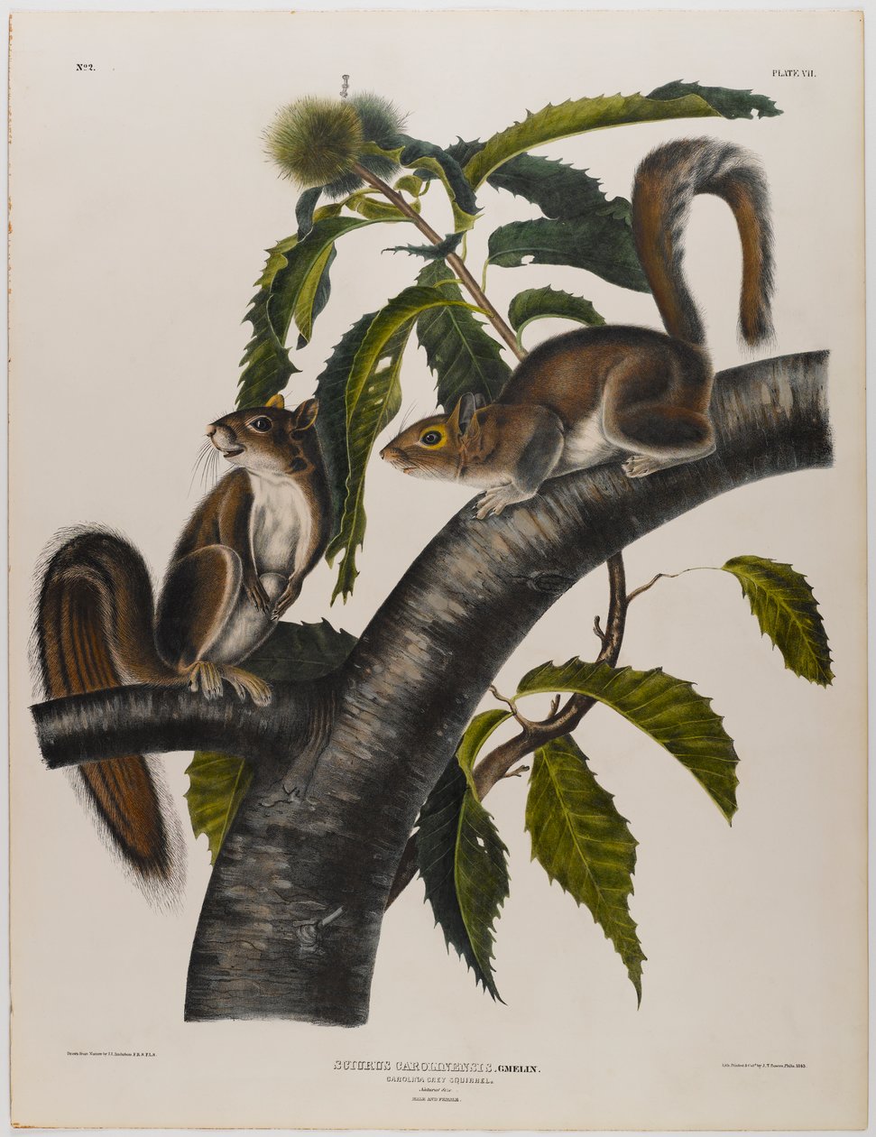 swed av John James Audubon