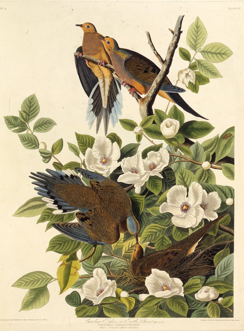 Carolina duva eller Carolina turtelduva. Från The Birds of America, 1827-1838. av John James Audubon