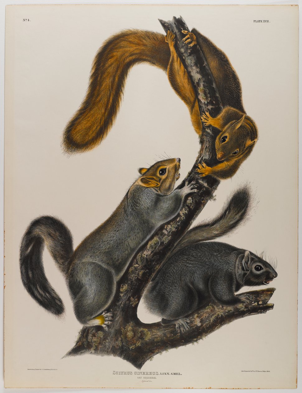 swed av John James Audubon