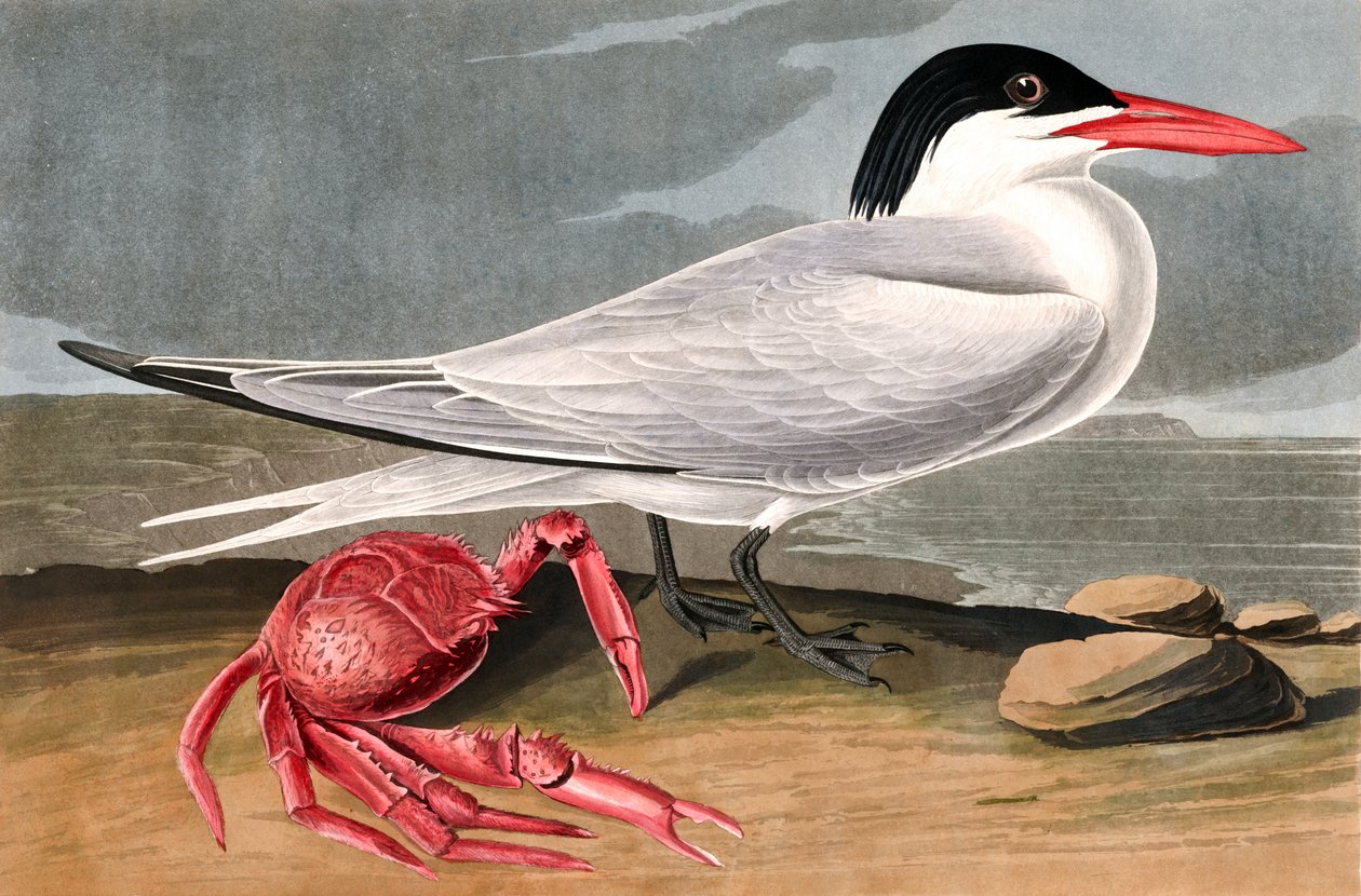 Cayenne Tern, Sterna Maxima, från "The Birds of America" av John J. Audubon, pub. 1827-38 av John James Audubon