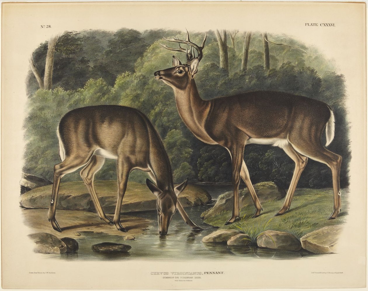 Virginia-hjort, Pennant av John James Audubon