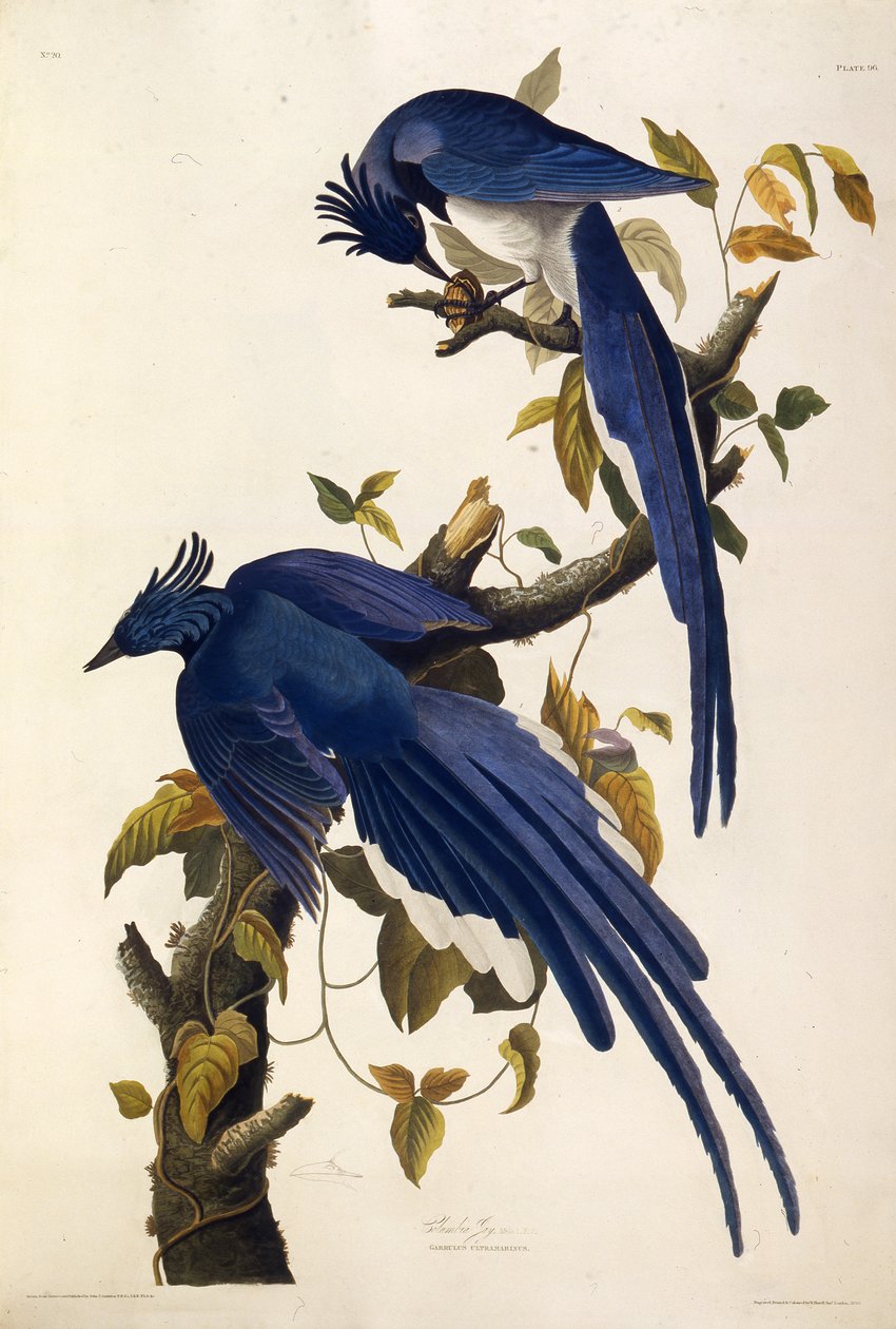 Columbia Jay Garrulus ultramarinus. Från The Birds of America, 1827-1838. av John James Audubon