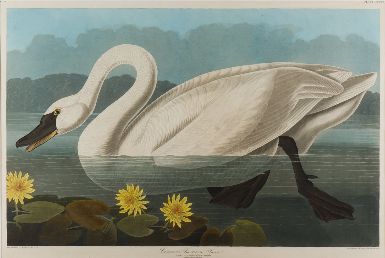 Common American Swan, 1838 (wc på papper) av John James Audubon