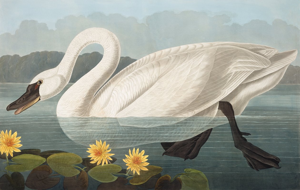 Common American Swan, Cygnus Americanus, från "The Birds of America" av John J. Audubon, pub. 1827-38 av John James Audubon