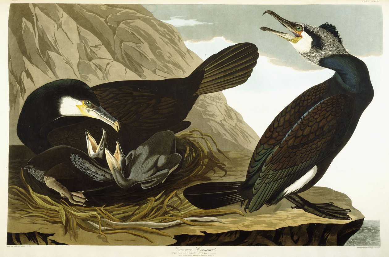 Skarv, 1835 av John James Audubon
