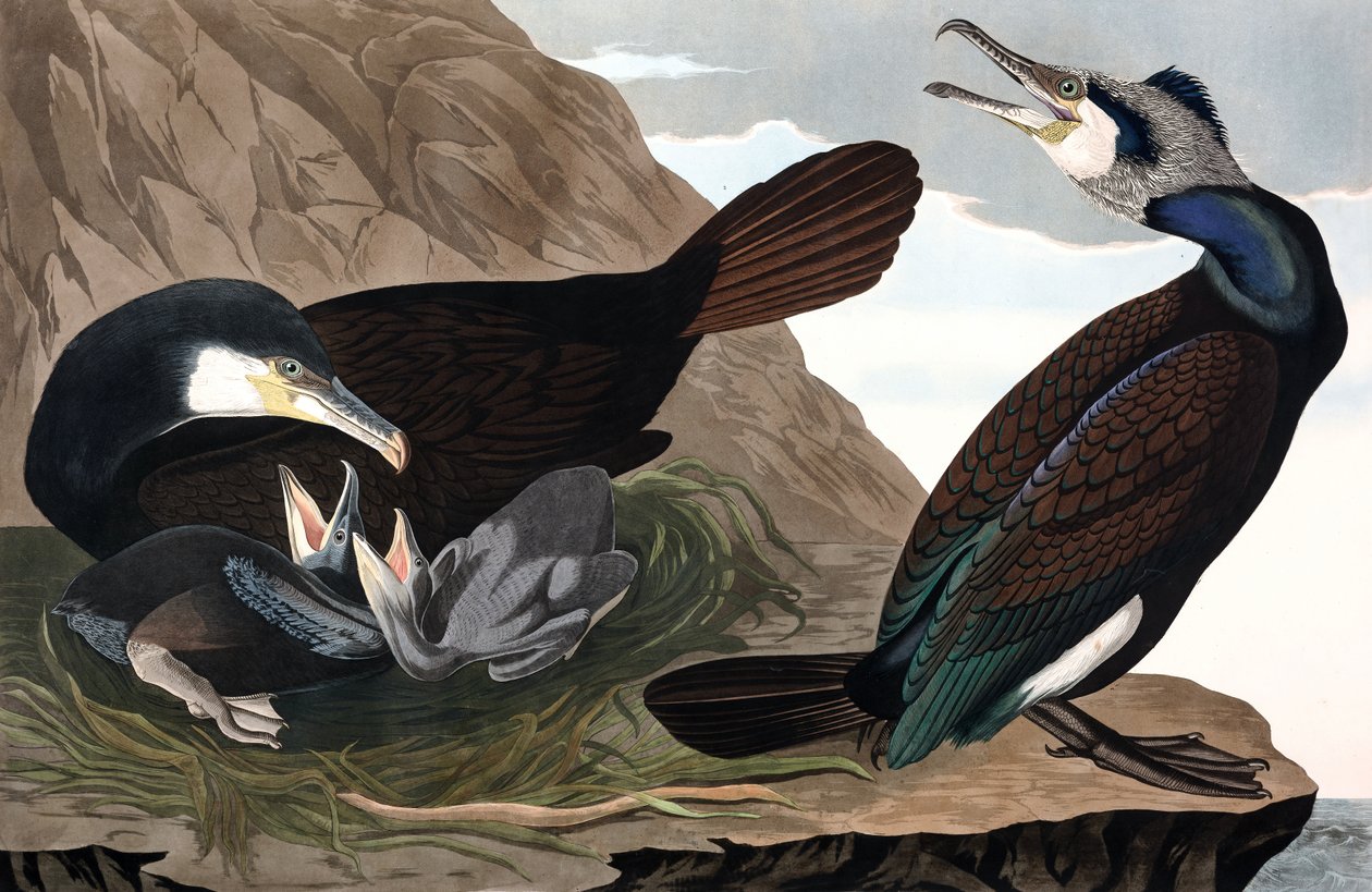 Vanlig skarv, Phalacrocorax Carbo, från "fåglarna av Amerika" av John J. Audubon, pub. 1827-38 (handfärgad gravyr) av John James Audubon