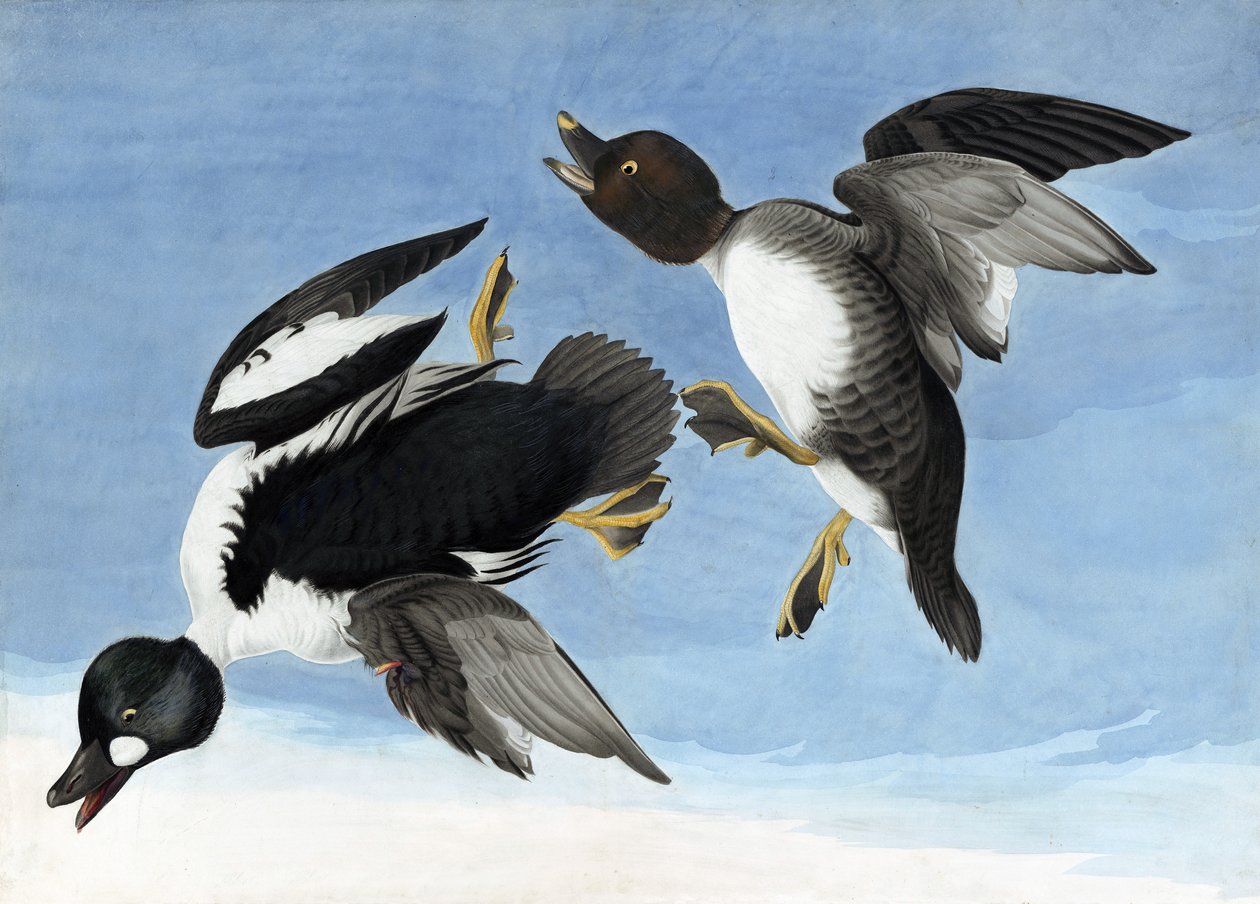 Common Goldeneye, från "The Birds of America" av John J. Audubon, pub. 1827-38 av John James Audubon