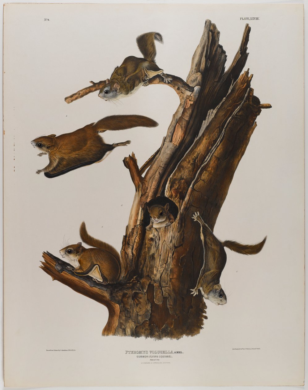 swed av John James Audubon