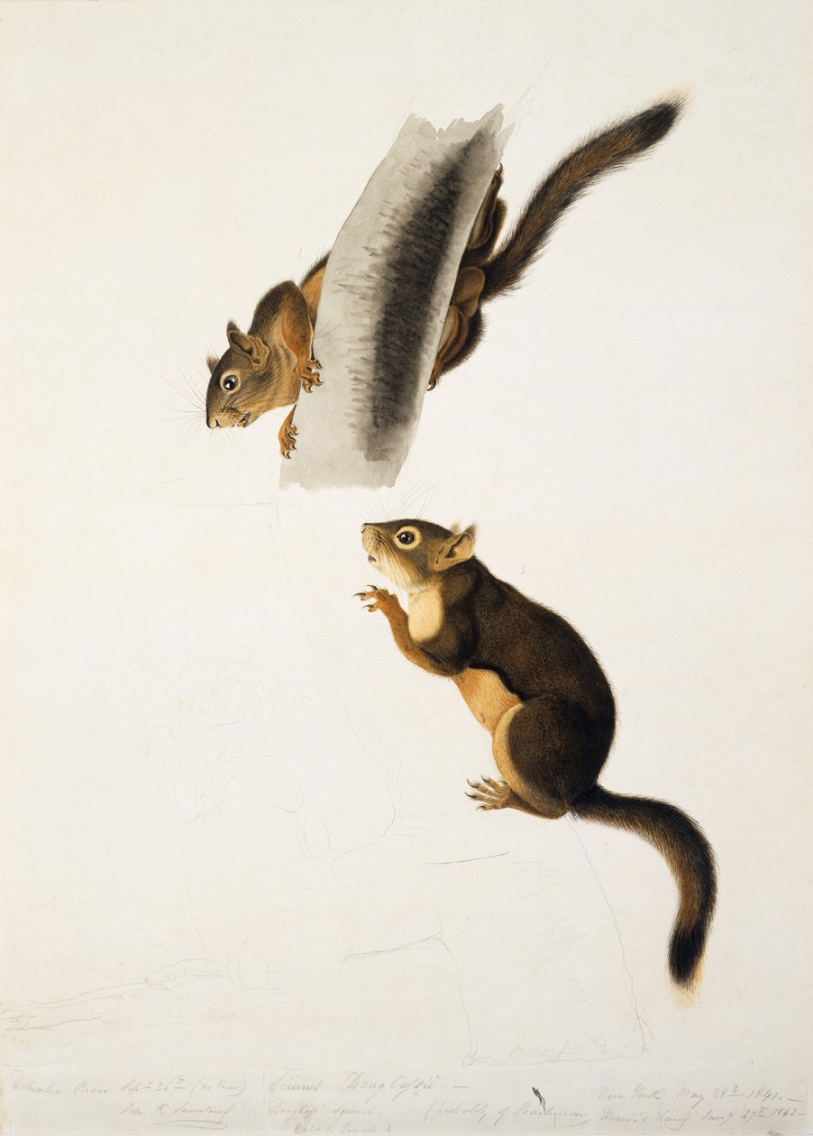 Douglas Squirrel, för folion The Viviparous Quadrupeds of North America, publicerad 1845, c.1841-43 (penna, bläck och wc på papper) (se 129904) av John James Audubon