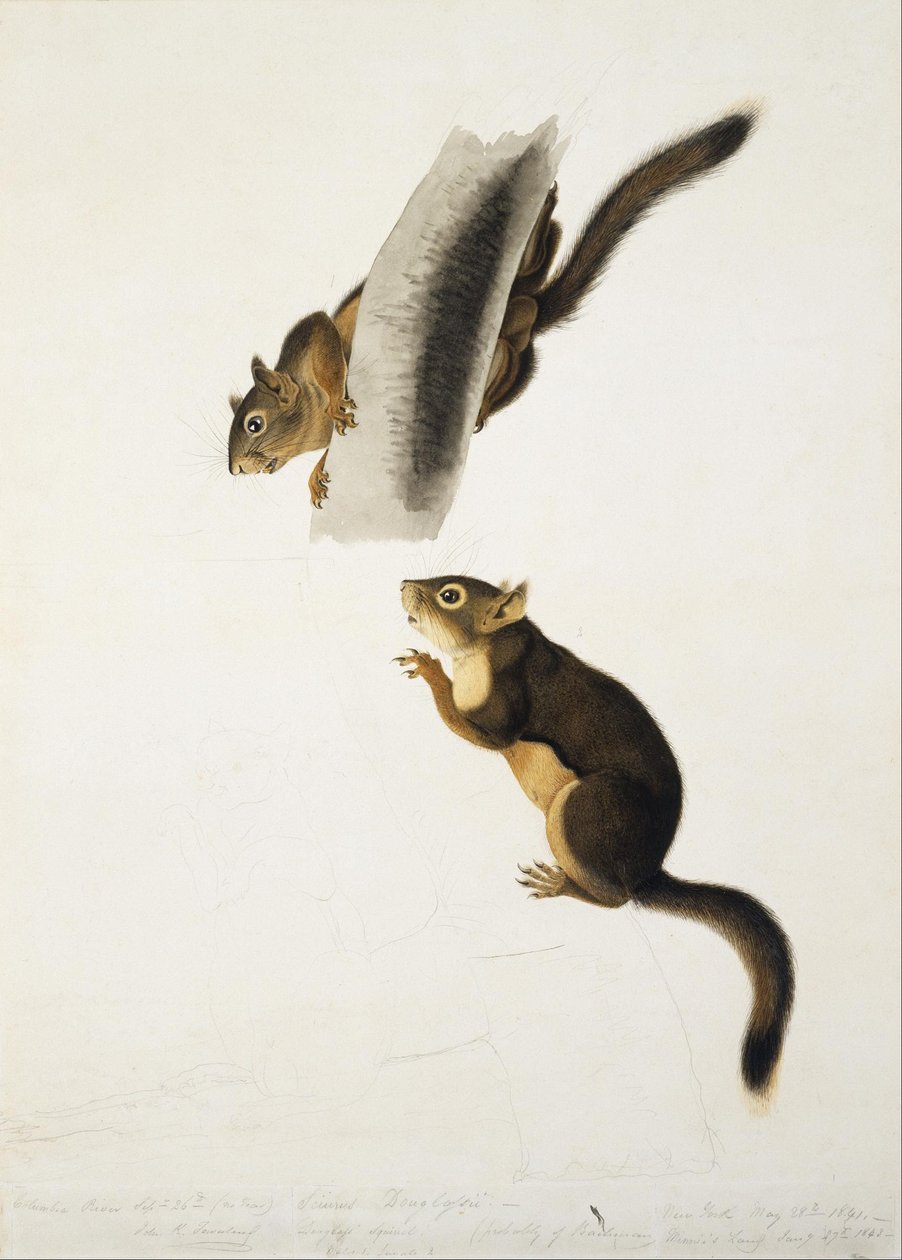 Douglas ekorre av John James Audubon