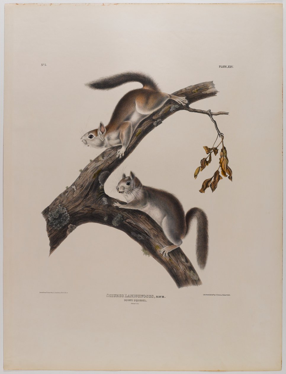 swed av John James Audubon
