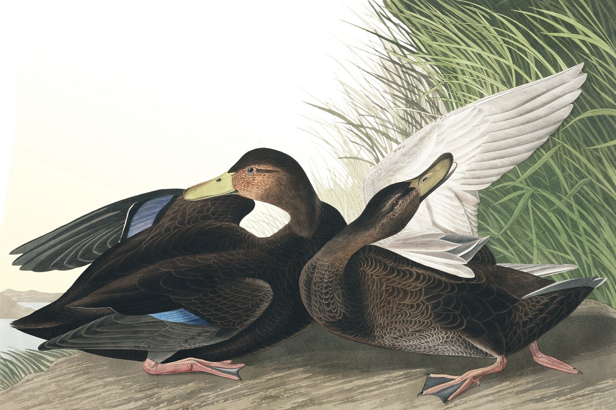 Dusky Duck, Anas Obscura, från "The Birds of America" av John J. Audubon, pub. 1827-38 av John James Audubon