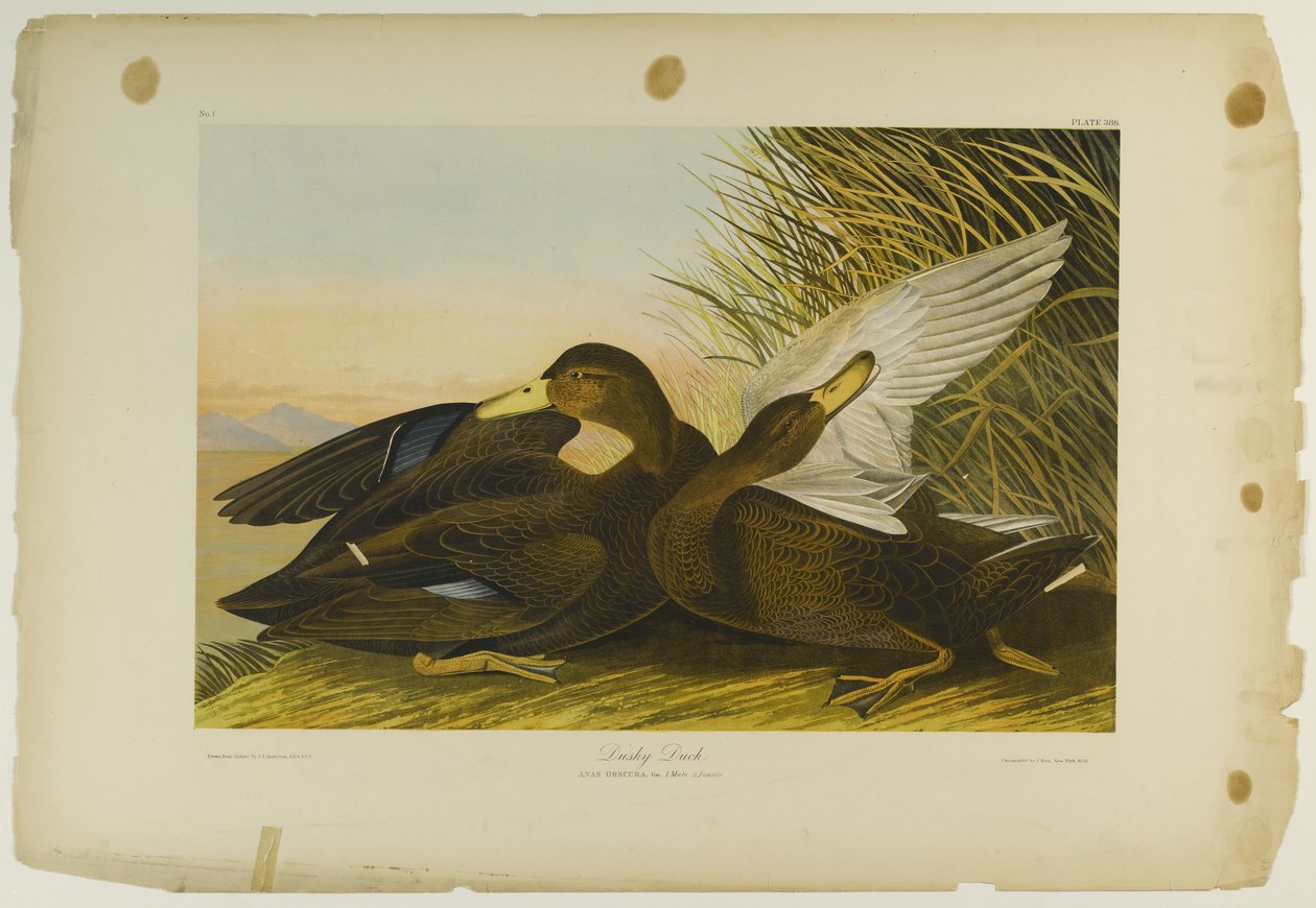 Dusky Duck, tryckt av Julien Bien och publicerad av Roe Lockwood & Son, 1861 (kromolitografi) av John James Audubon