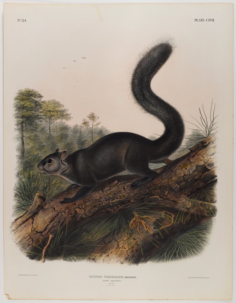 swed av John James Audubon