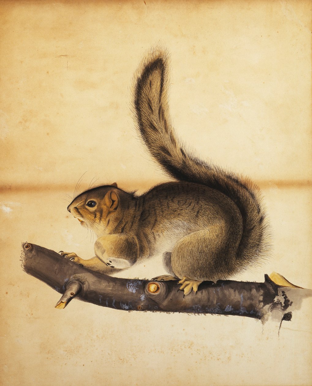 Östlig grå ekorre i hel vinterrock, ca 1840-talet av John James Audubon