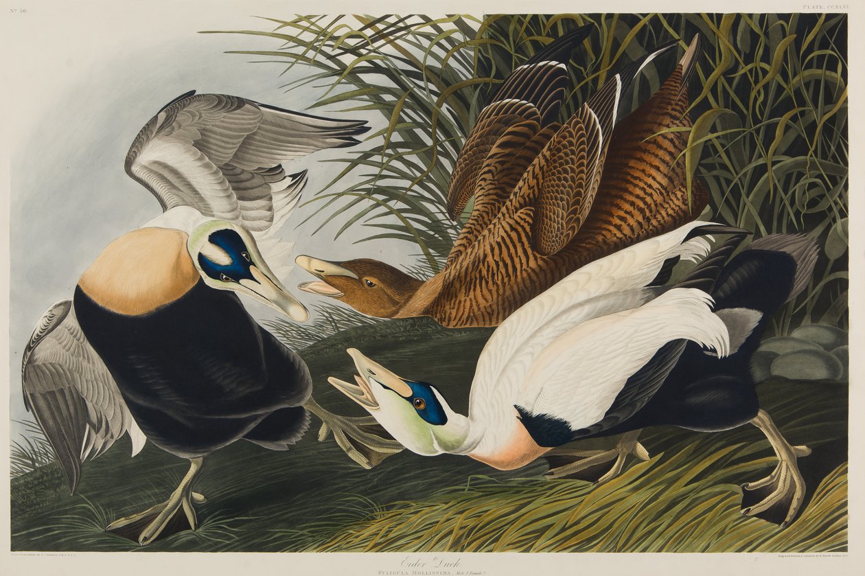 Ejderanka, 1835 (wc på papper) av John James Audubon