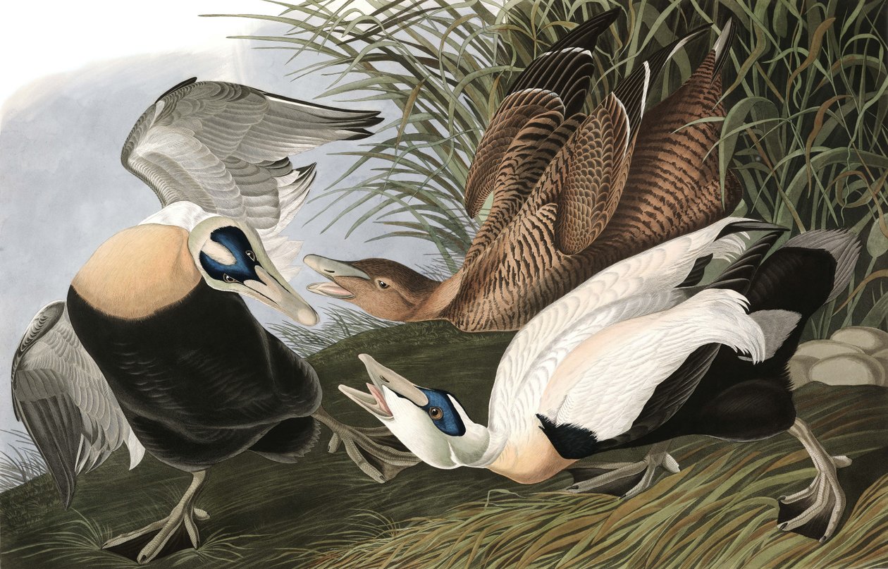 Ejderand, Fuligula Mollissima, från "The Birds of America" av John J. Audubon, pub. 1827-38 av John James Audubon