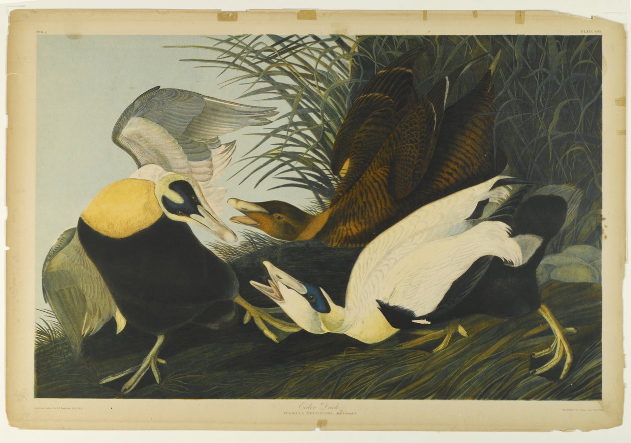 Eider Duck, tryckt av Julien Bien och publicerad av Roe Lockwood & Son, 1861 (kromolitografi) av John James Audubon
