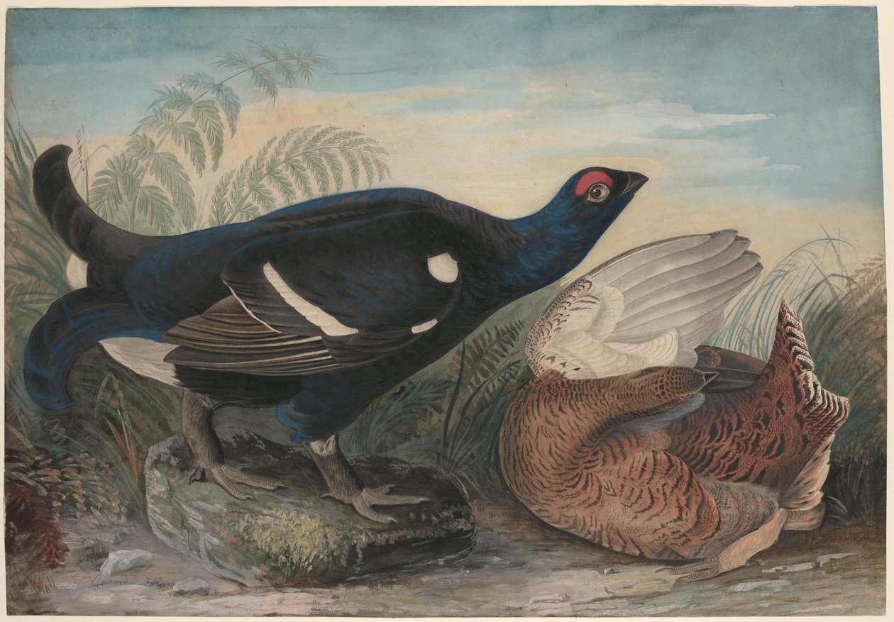 Engelska svarta tuppar av John James Audubon