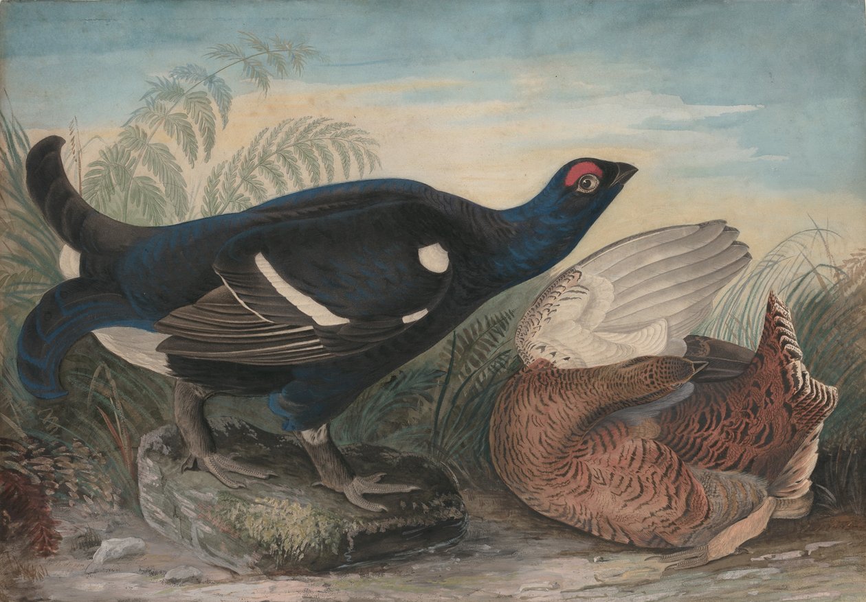 Engelska svarta tuppar, 1828. av John James Audubon