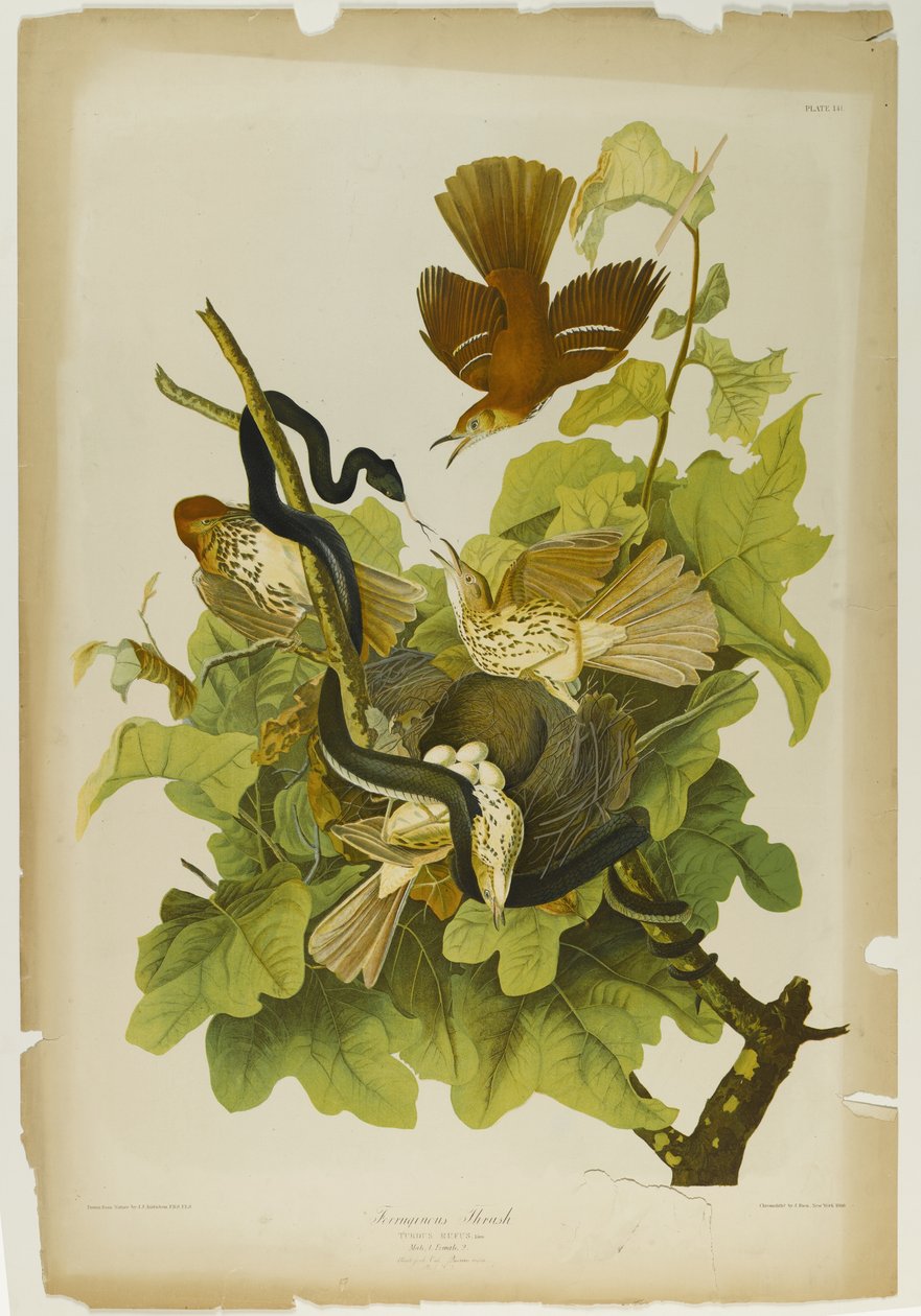 Ferruginous Thrush, tryckt av Julien Bien och publicerad av Roe Lockwood & Son, 1861 (kromolitografi) av John James Audubon