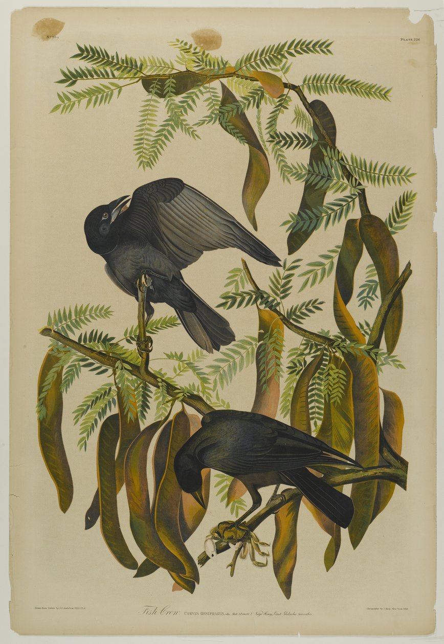 Fish Crow, tryckt av Julien Bien och publicerad av Roe Lockwood & Son, 1861 (kromolitografi) av John James Audubon