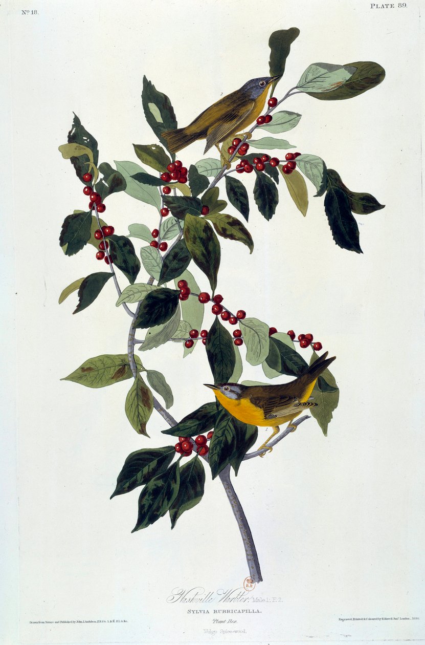 Blommor och fåglar Sidenmålning av John James Audubon (1780-1851) (ec.am.) 1826-1830. Paris, B.N. av John James Audubon