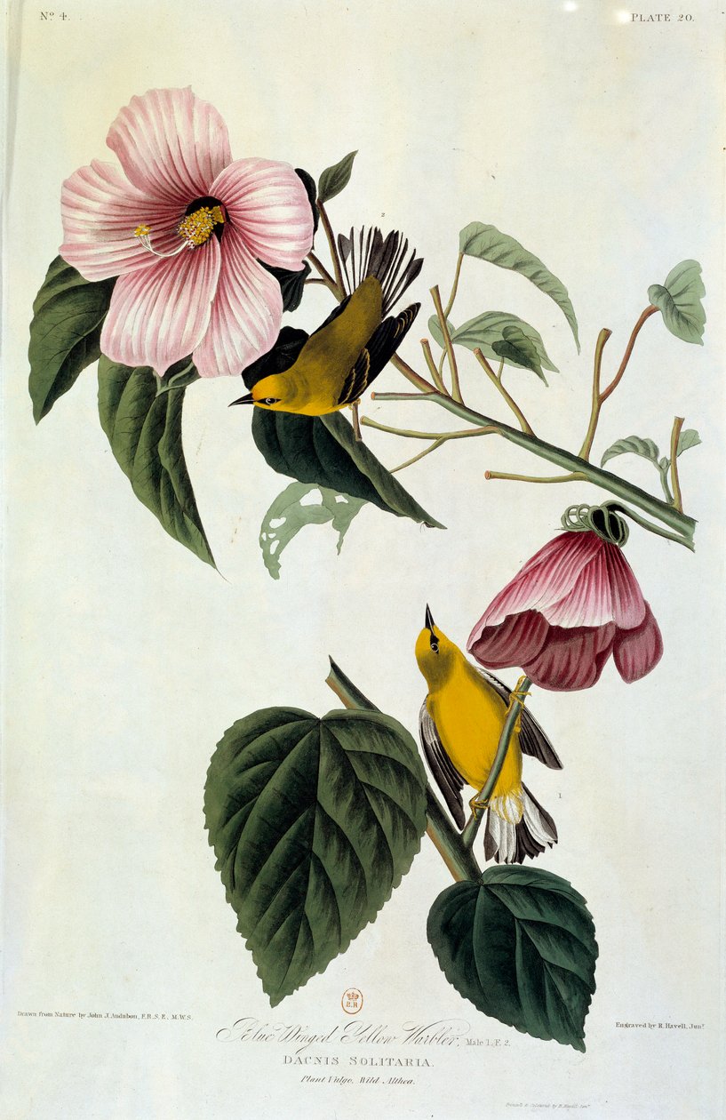 Blommor och fåglar sidenmålning av John James Audubon (1780-1851) (ec.am.) 1826-1830. Paris, B.N. av John James Audubon