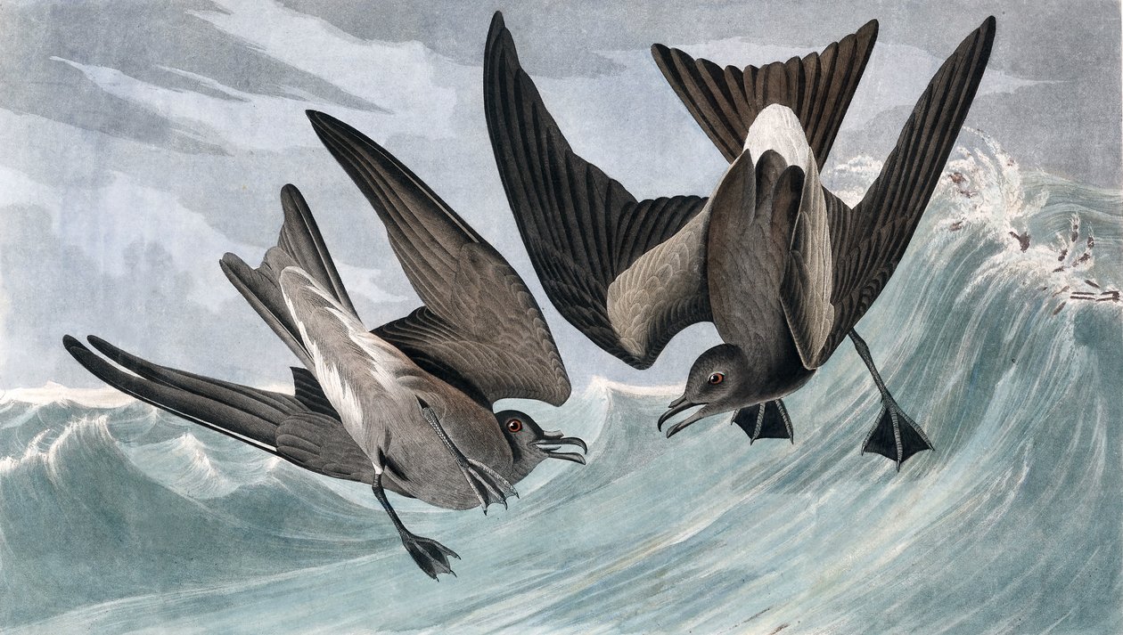 Fork Tailed Petrel, Thalassidroma Leachii, från "The Birds of America" av John J. Audubon, pub. 1827-38 av John James Audubon