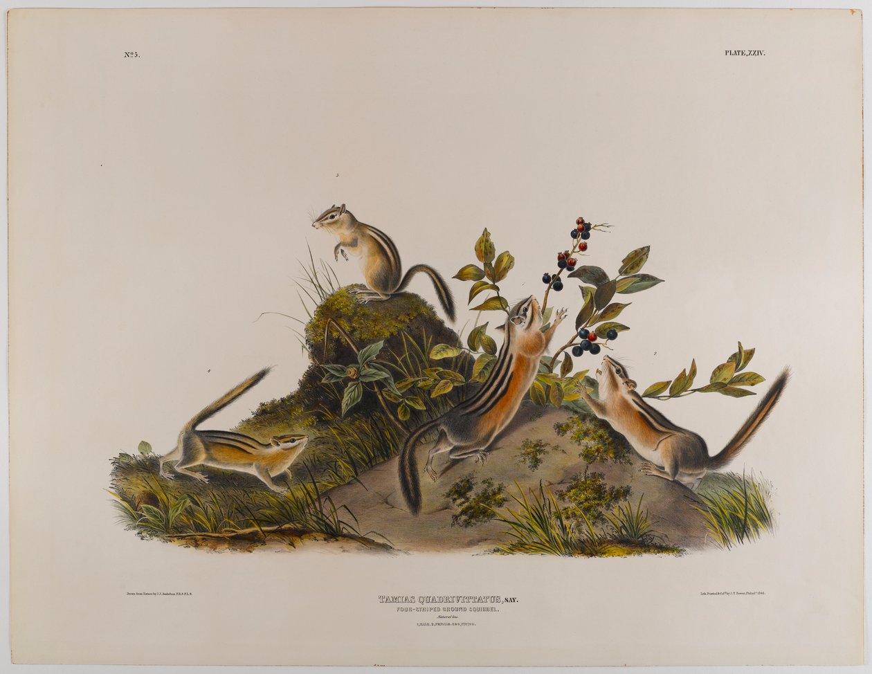 swed av John James Audubon