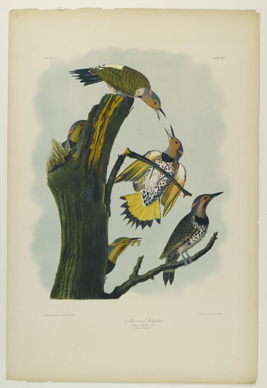 Guldvingad hackspett, tryckt av Julien Bien och publicerad av Roe Lockwood & Son, 1861 (kromolitografi) av John James Audubon