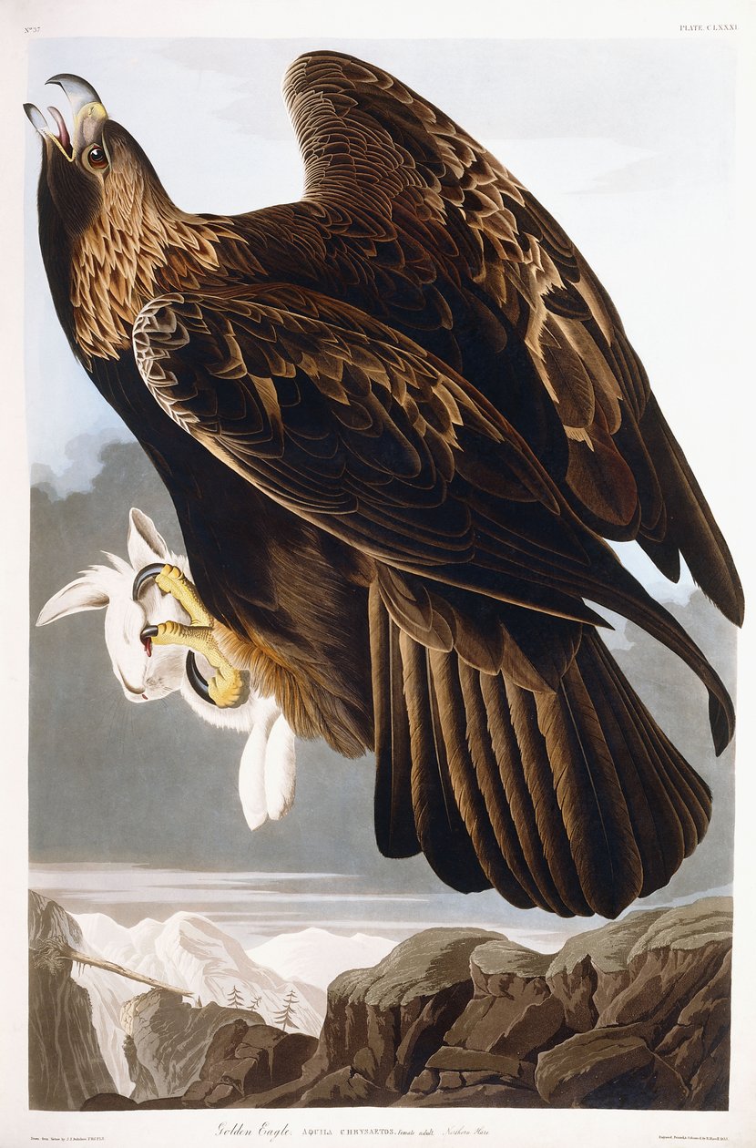 Kungsörn, 1833 av John James Audubon