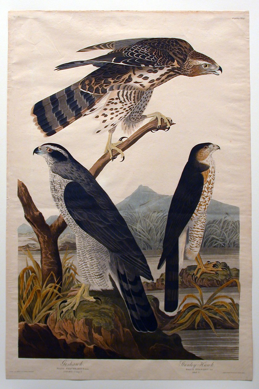 Storhök, Stanley Hawk (nr 29) av John James Audubon