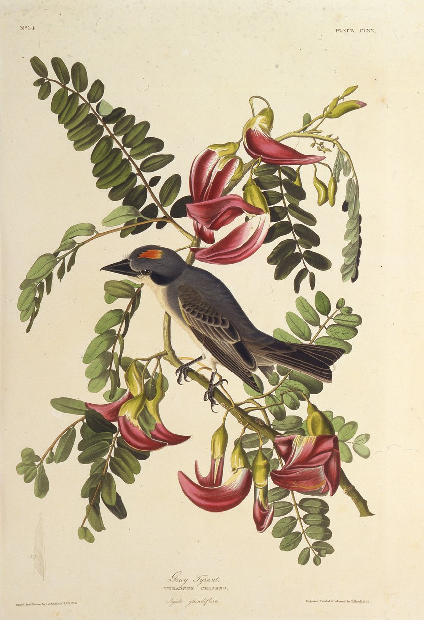 Grå tyrann. Från The Birds of America, 1827-1838. av John James Audubon