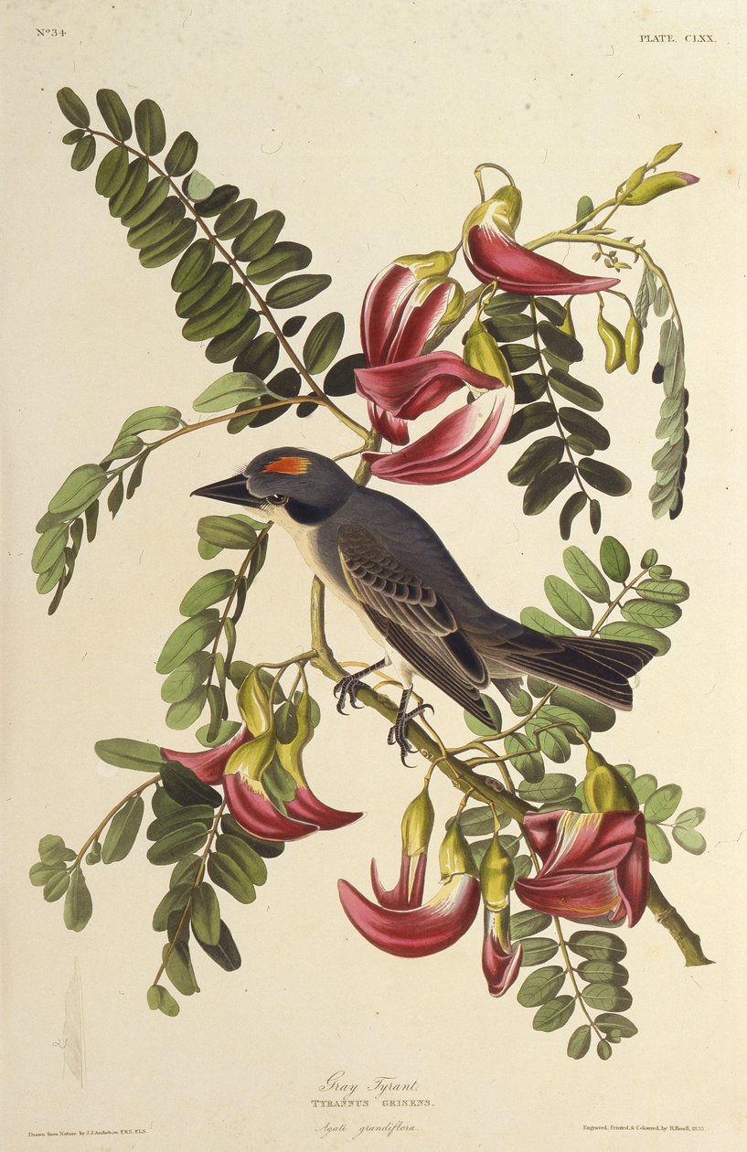 Grå tyrann. Från The Birds of America, 1827-1838. av John James Audubon