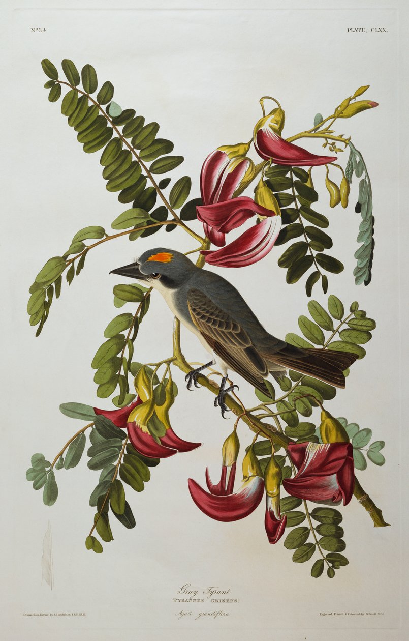 Grå tyrann. Grå Kingbird av John James Audubon