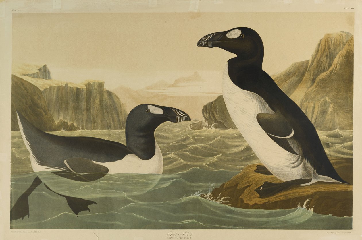 Great Auk, tryckt av Julien Bien och publicerad av Roe Lockwood & Son, 1861 (kromolitografi) av John James Audubon