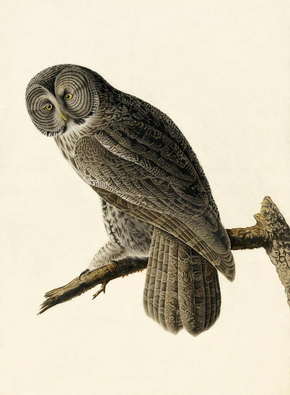 Great Cinereous Owl, Strix Nebulosa, från "The Birds of America" av John J. Audubon, pub. 1827-38 av John James Audubon