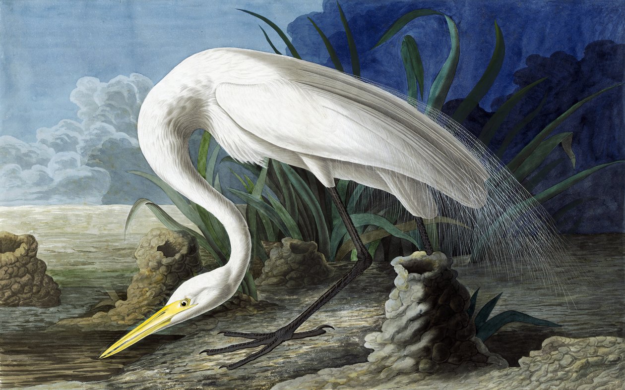 Great Egret, Casmerodius Albus, från "The Birds of America" av John J. Audubon, pub. 1827-38 av John James Audubon