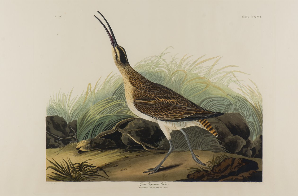 Great Esquimaux Curlew, 1835 (wc på papper) av John James Audubon