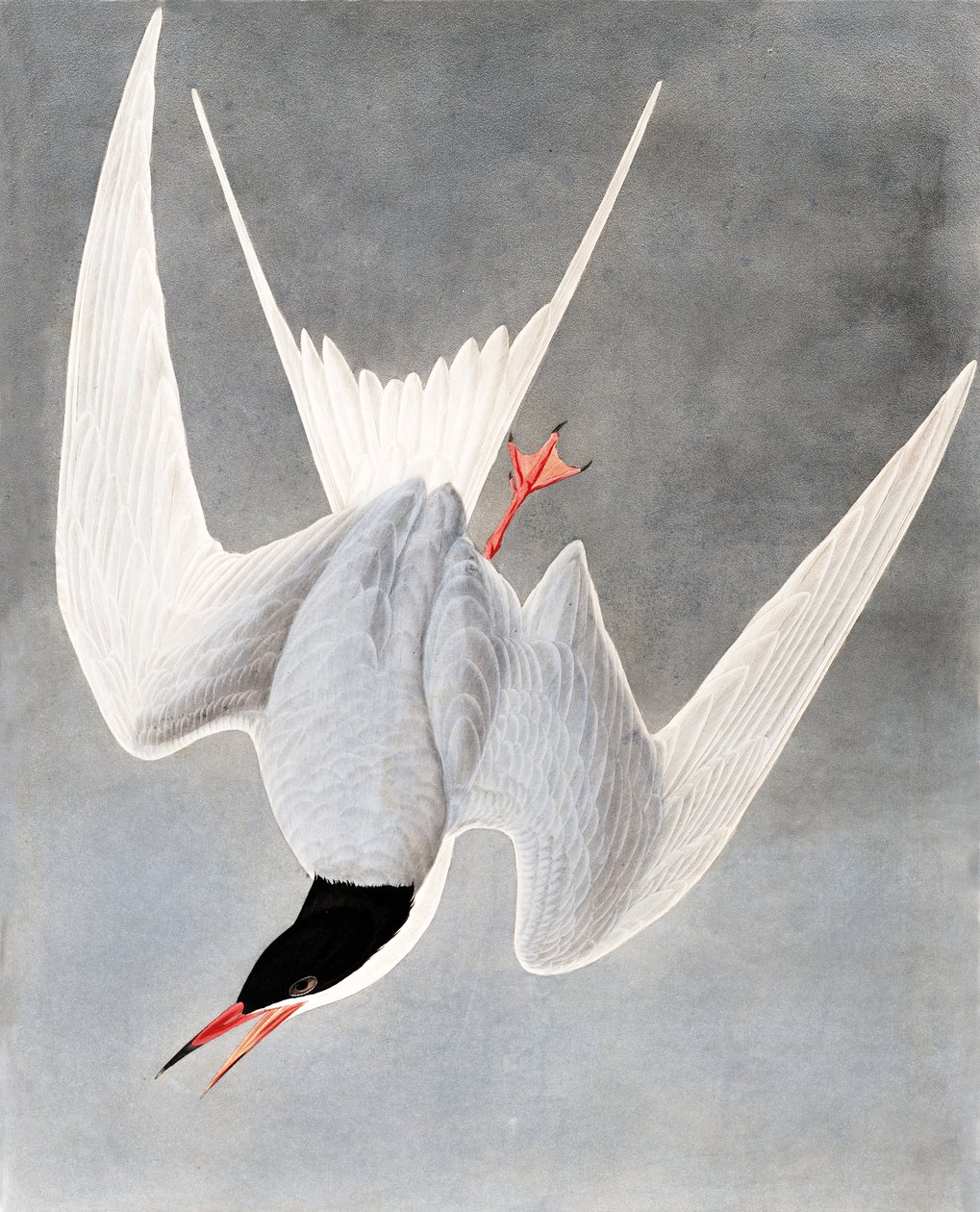 Stor tärna, Sterna Hirundo, från "The Birds of America" av John J. Audubon, pub. 1827-38 av John James Audubon