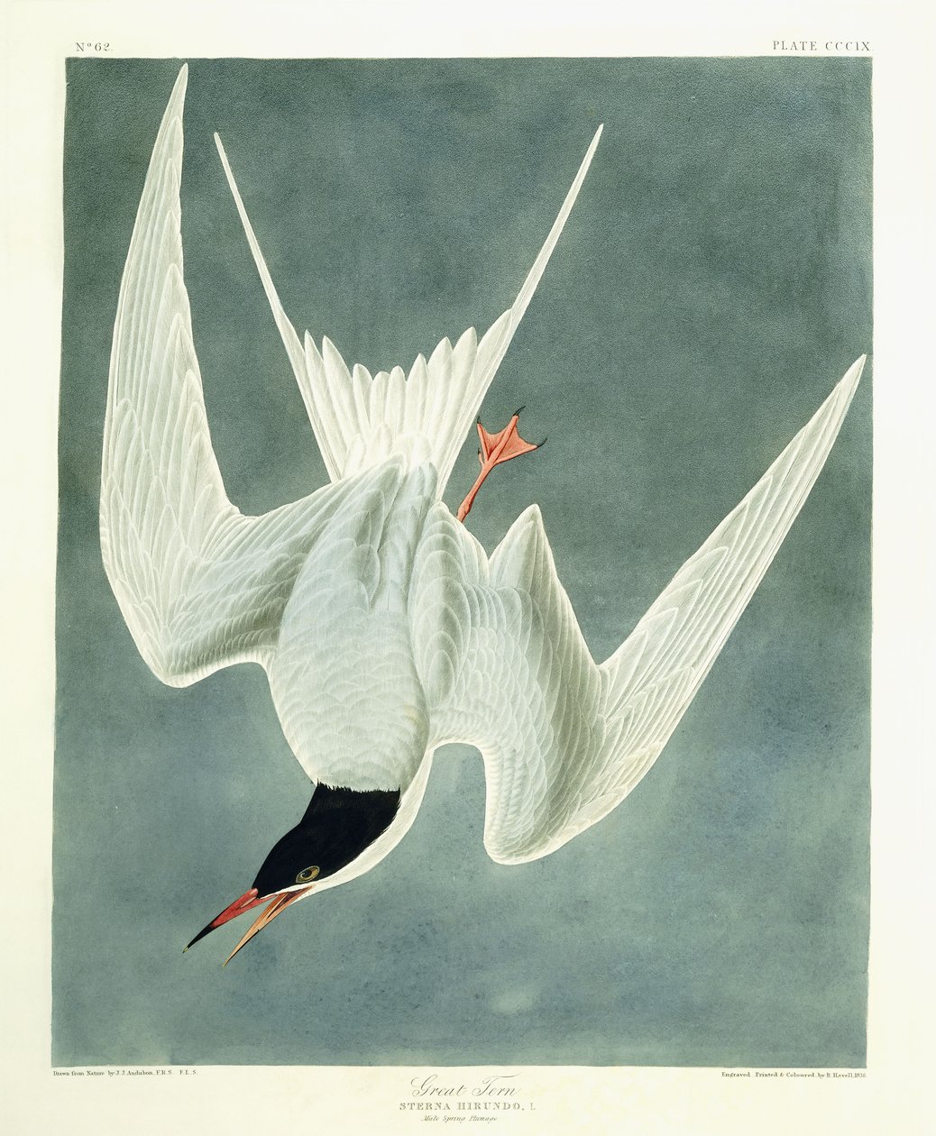 Storsväng, hane, fjäderdräkt, 1836 av John James Audubon