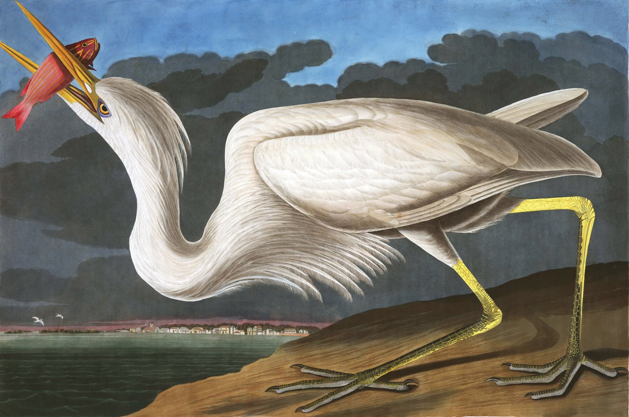 Great White Heron, Ardea Occidentalis, från "The Birds of America" av John J. Audubon, pub. 1827-38 av John James Audubon