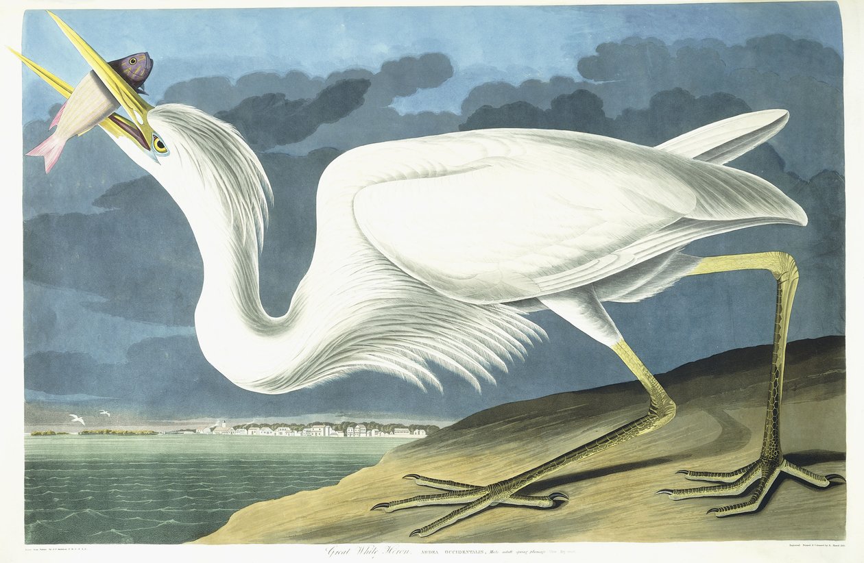 Vit häger, vuxen man, fjäderdräkt, 1835 av John James Audubon