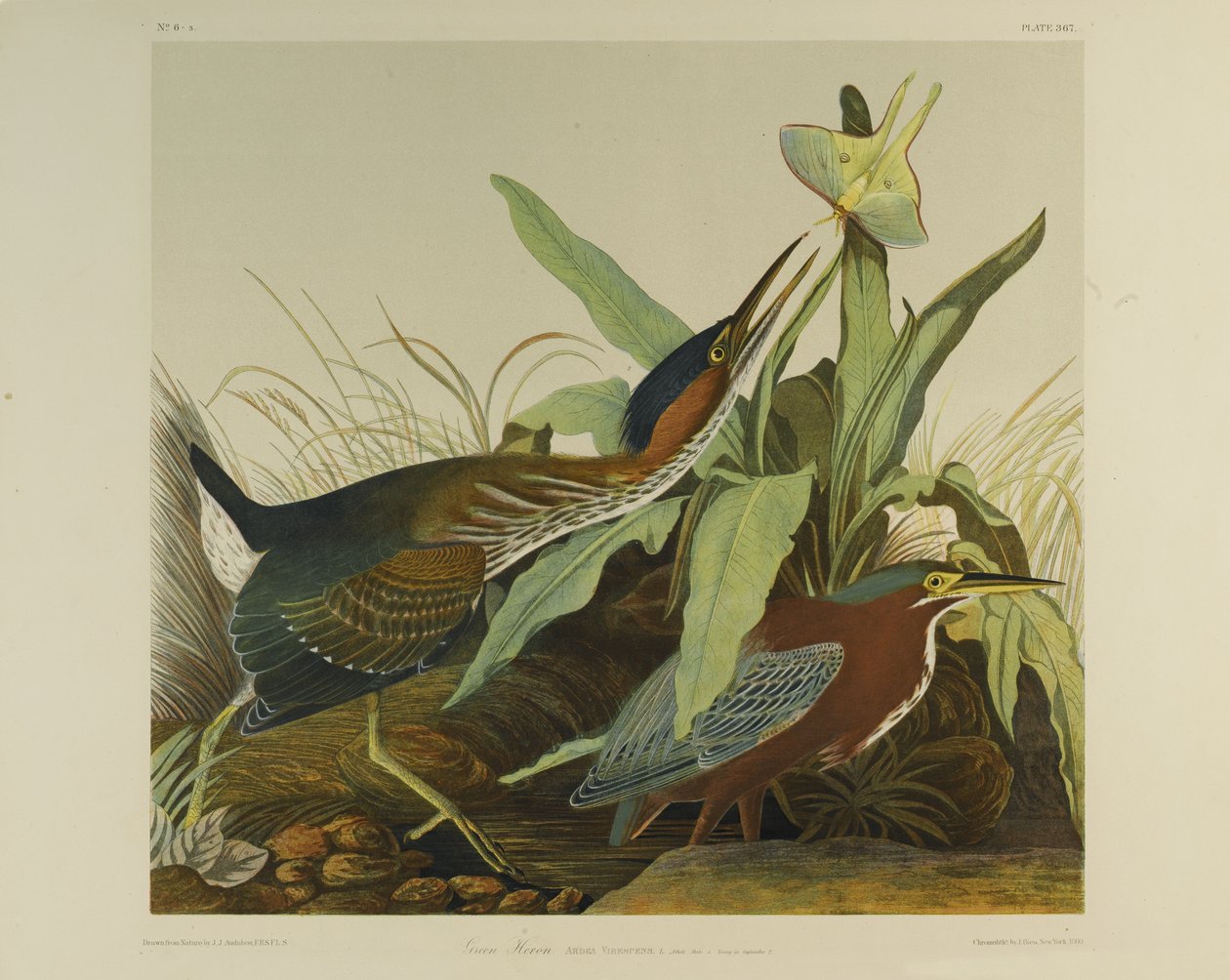 Green Heron, tryckt av Julien Bien och publicerad av Roe Lockwood & Son, 1861 (kromolitografi) av John James Audubon