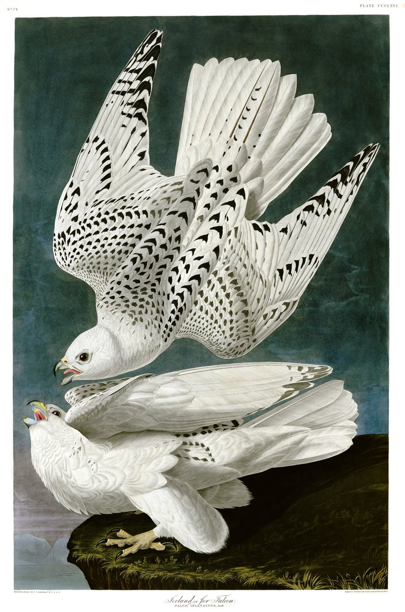 Gyrfalcon , Falco rusticolus, handfärgad gravyr av John James Audubon