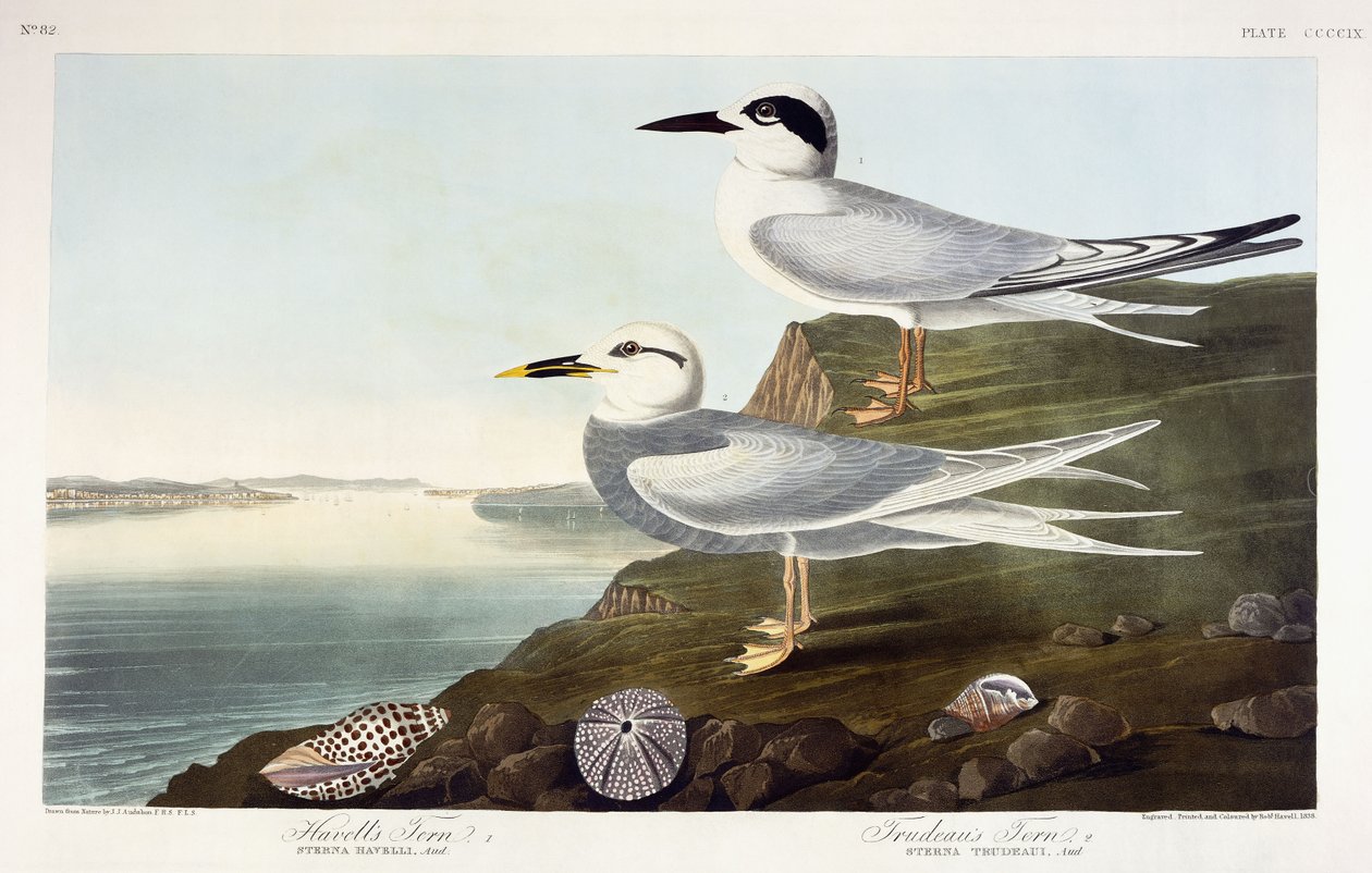 Havells tärna och Trudeaus tärna, 1838 av John James Audubon