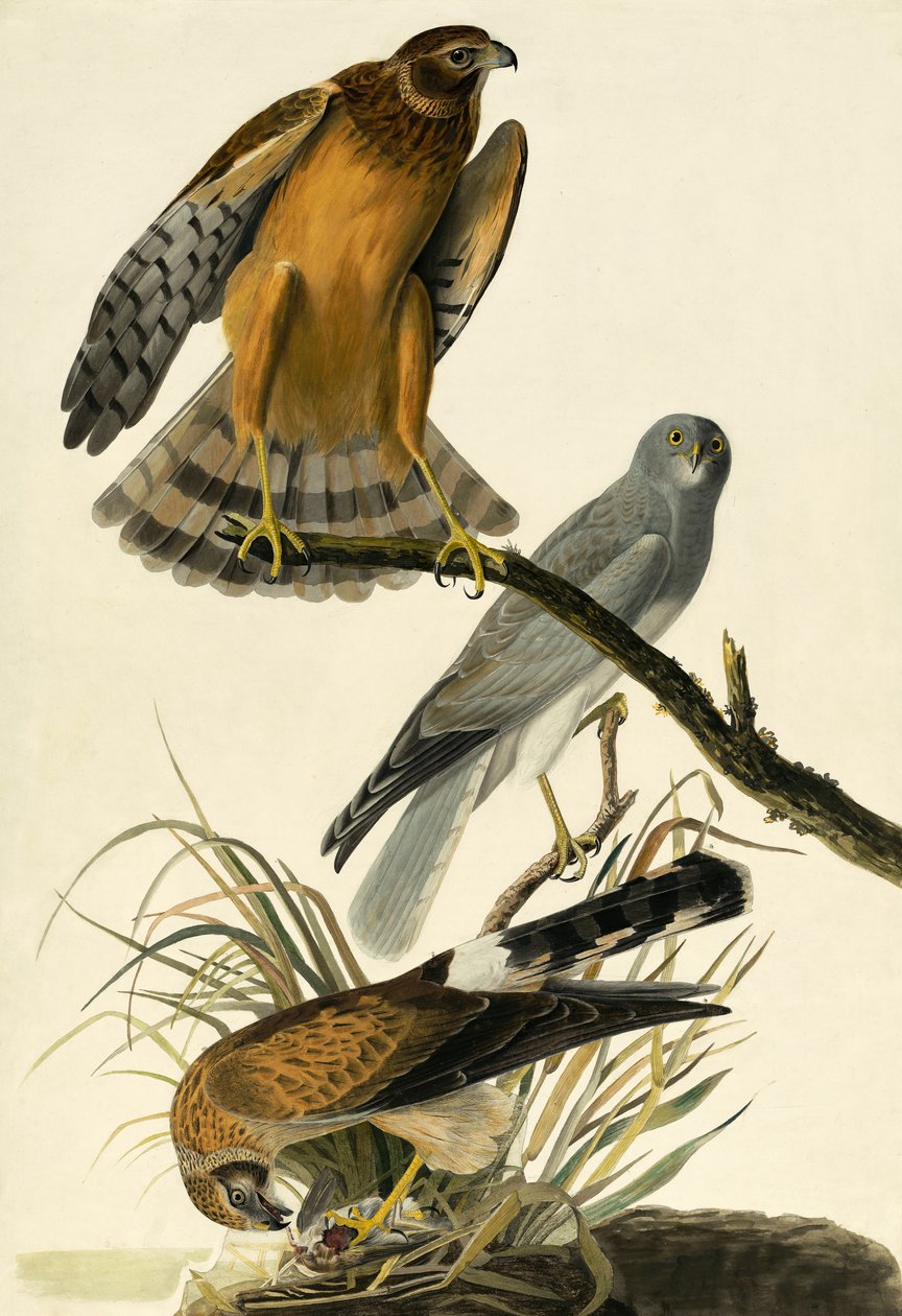Hen Harrier, Circus Cyaneus, från "The Birds of America" av John J. Audubon, pub. 1827-38 av John James Audubon